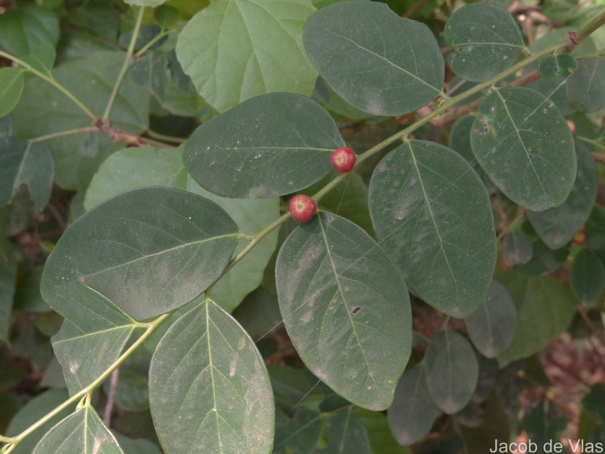 Phyllanthus vitis-idaea (Burm.f.) J.Koenig ex Roxb.